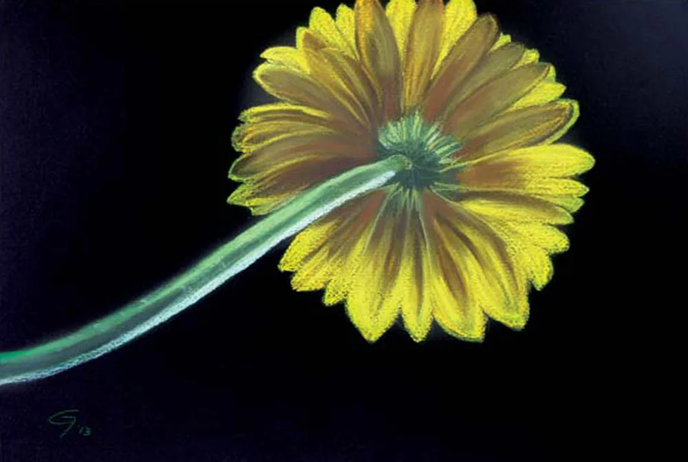 Gerbera gialla
