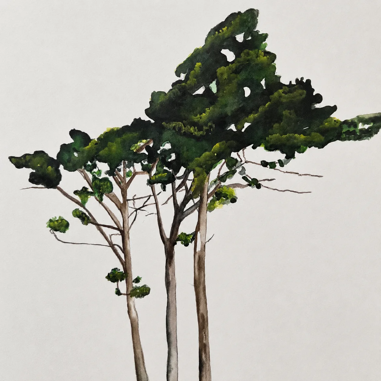 Alberi #3