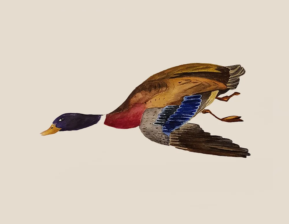 Chinese goose