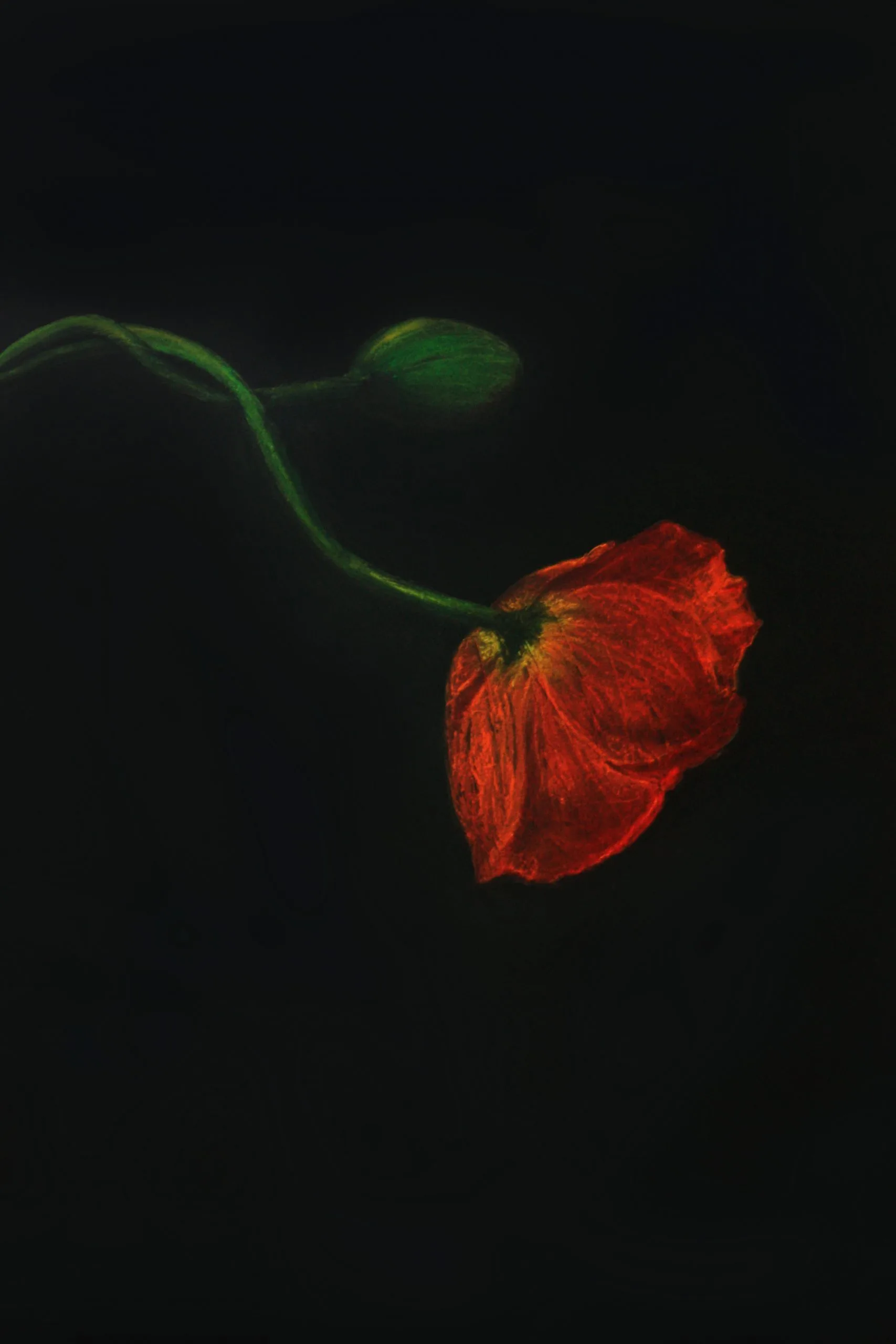 Poppy